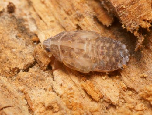 Réf. 83 359 : Cixidia lapponica