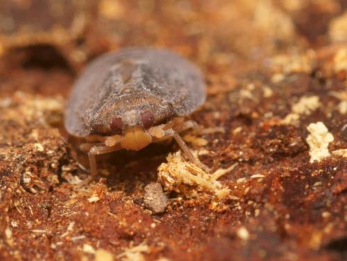Cixidia lapponica