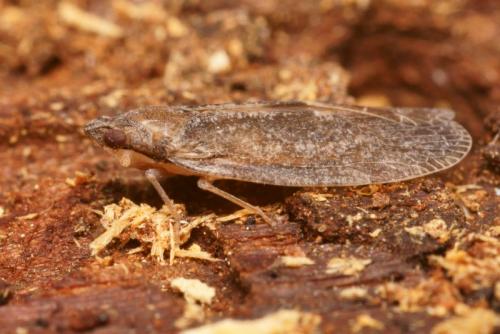 Cixidia lapponica
