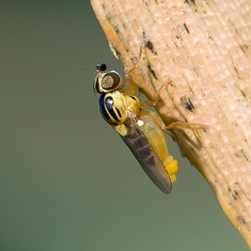 Réf. 83 019 : Thaumatomyia notata