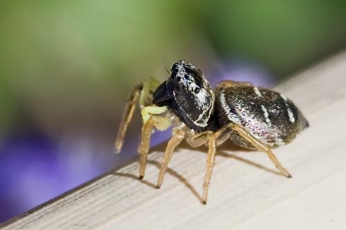 Réf. 83 020 : Heliophanus cupreus