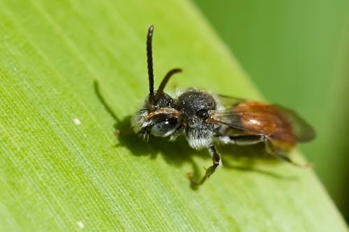 Nomada sp.