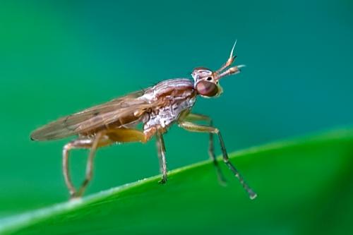 Sepedon spinipes