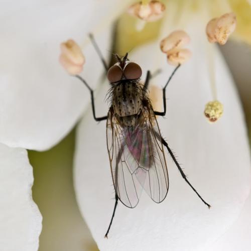 Réf. 83 711 : Delia sp.