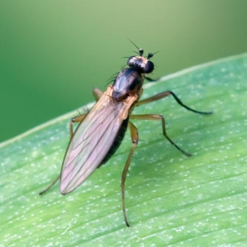 Réf. 83 460 : Lonchoptera lutea