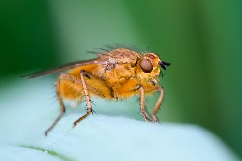 Scathophaga stercoraria