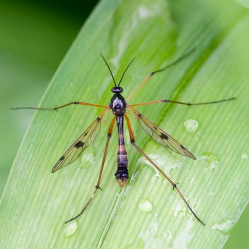 Ptychoptera contaminata