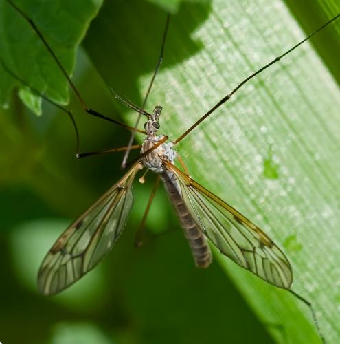 Tipula sp.
