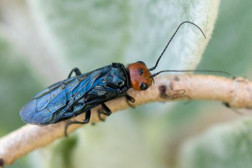Réf. 83 264 : Acantholyda erythrocephala