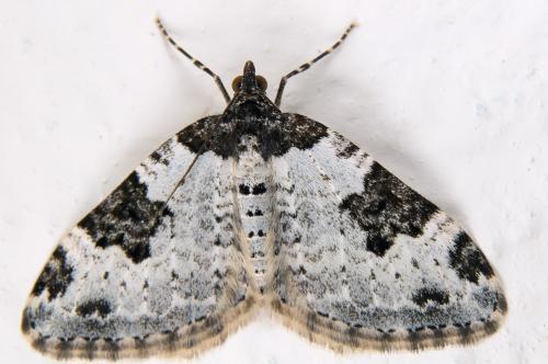 Xanthorhoe fluctuata