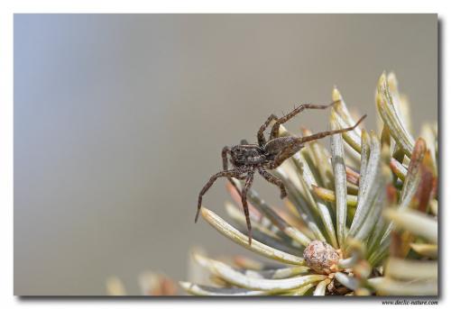 Pardosa sp.