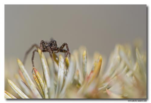 Pardosa sp.