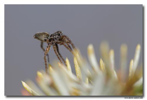Pardosa sp.