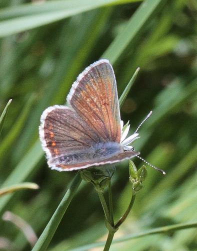 Réf. 83 766 : Aricia artaxerxes