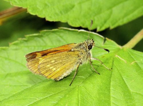Ochlodes sylvanus