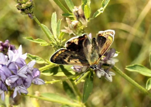 Réf. 83 769 : Lycaena tityrus