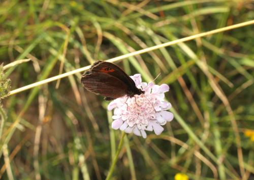 Erebia aethiops