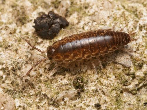 Chaetophiloscia sicula