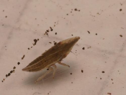 Réf. 83 298 : Eupelix cuspidata
