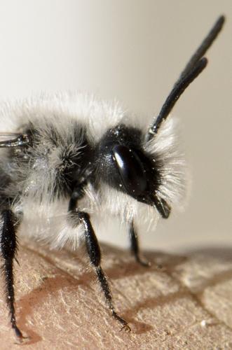 Andrena cineraria