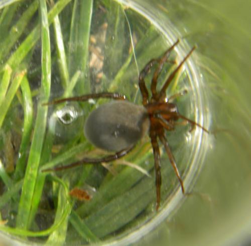 Argyroneta aquatica