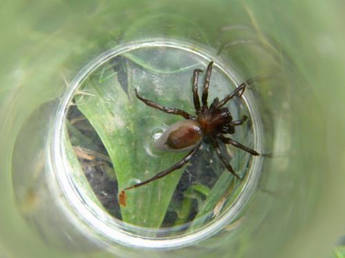 Argyroneta aquatica
