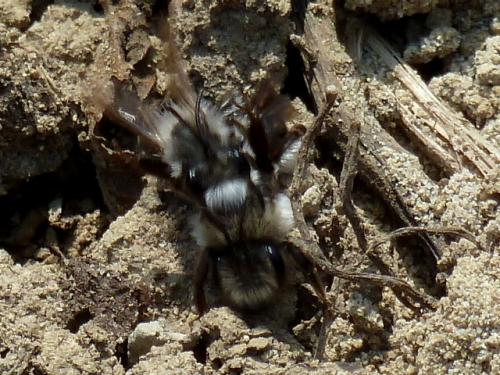 Andrena vaga