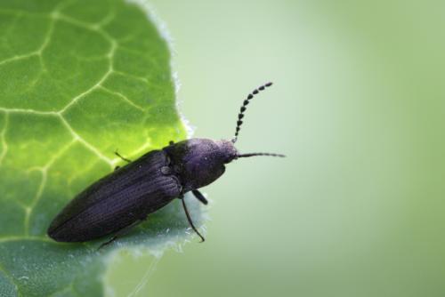 Réf. 83 259 : Cidnopus sp.