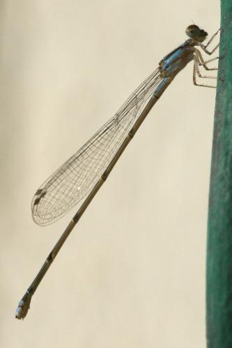 Acanthagrion ascendens