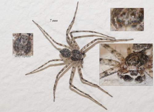 Philodromus sp.
