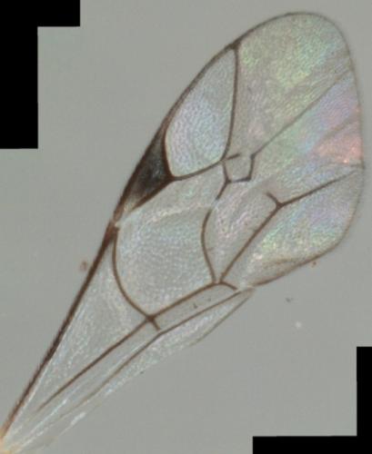 Réf. 83 587 : Mesochorus sp.