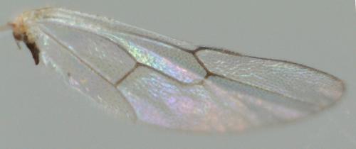 Mesochorus sp.