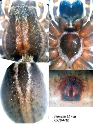 Alopecosa sp.