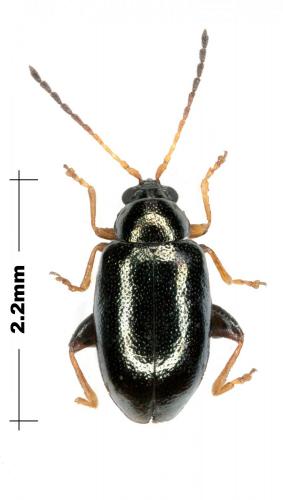 Aphthona sp.