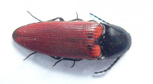 Ampedus rufipennis