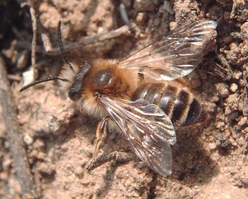 Réf. 83 183 : Andrena gravida