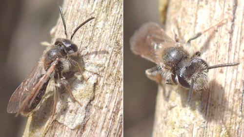 Andrena sp.