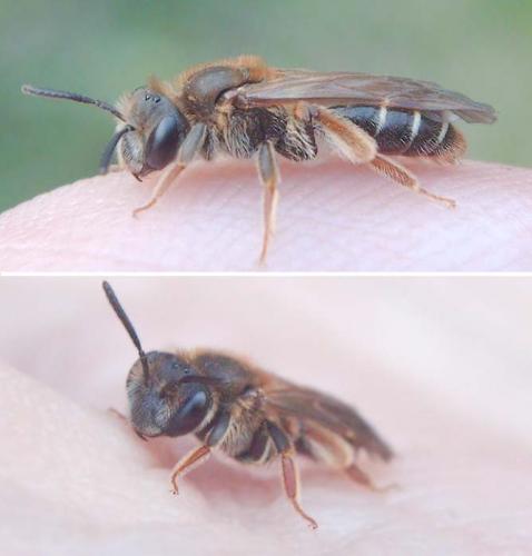 Andrena chrysosceles
