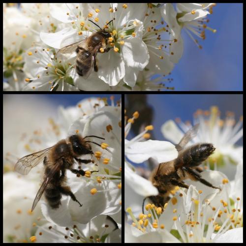 Andrena sp.