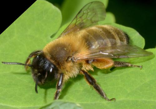 Andrena nigroaenea