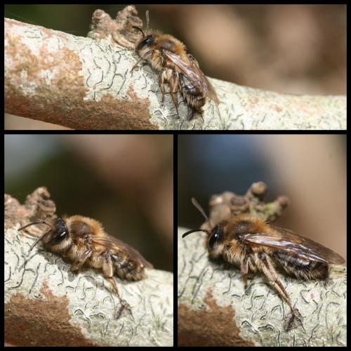 Andrena barbilabris