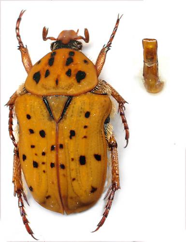 Atrichelaphinis nigropunctulata