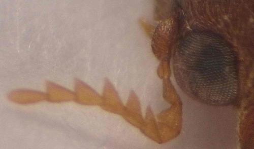 Lasioderma kiesenwetteri