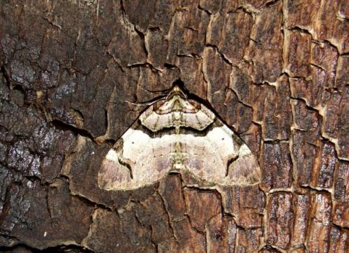 Réf. 83 415 : Anticlea derivata