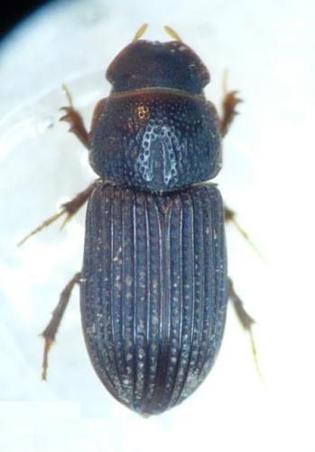 Réf. 83 137 : Oxyomus sylvestris