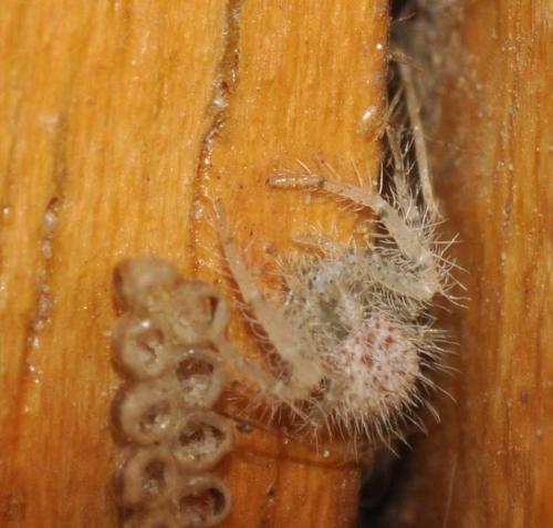 Heriaeus sp.