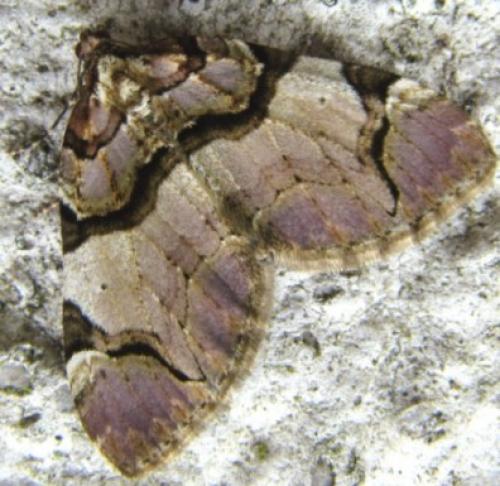 Réf. 83 490 : Anticlea derivata