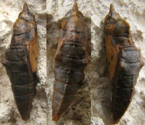 Pieris rapae