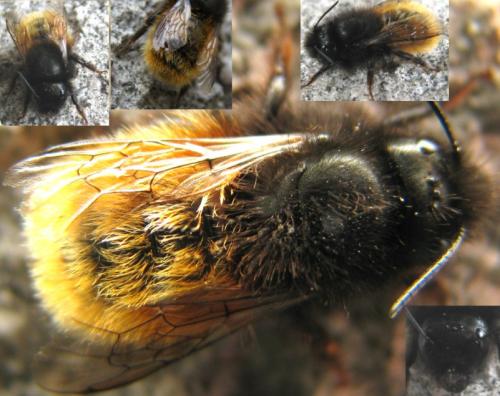 Osmia cornuta