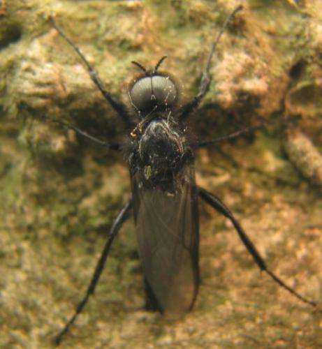 Bibio marci